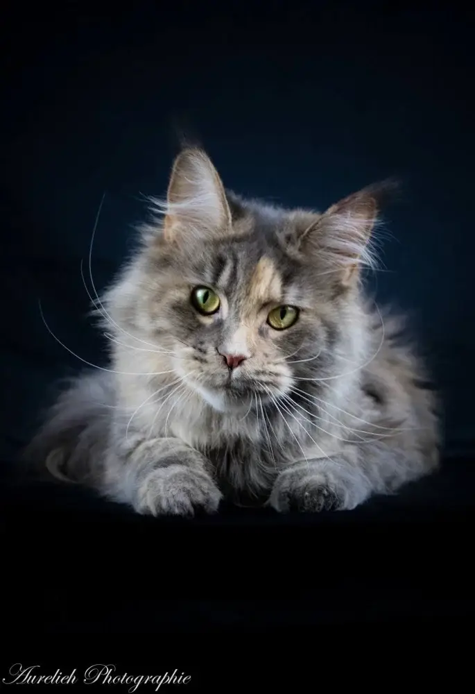 Nuance de Grey Maine Coon