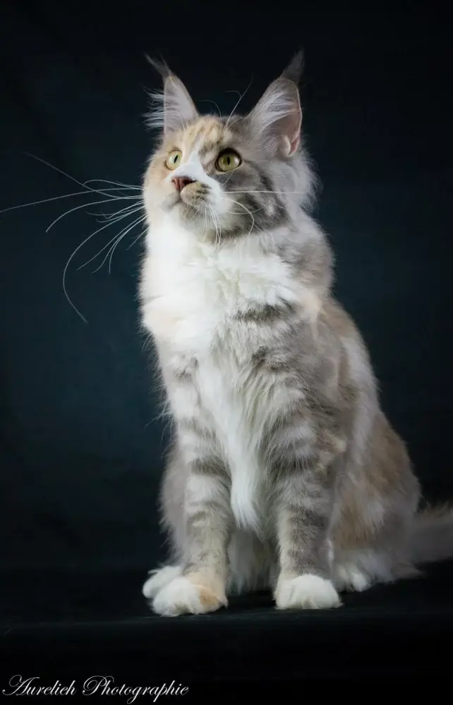 Nuance de Grey-Maine Coon
