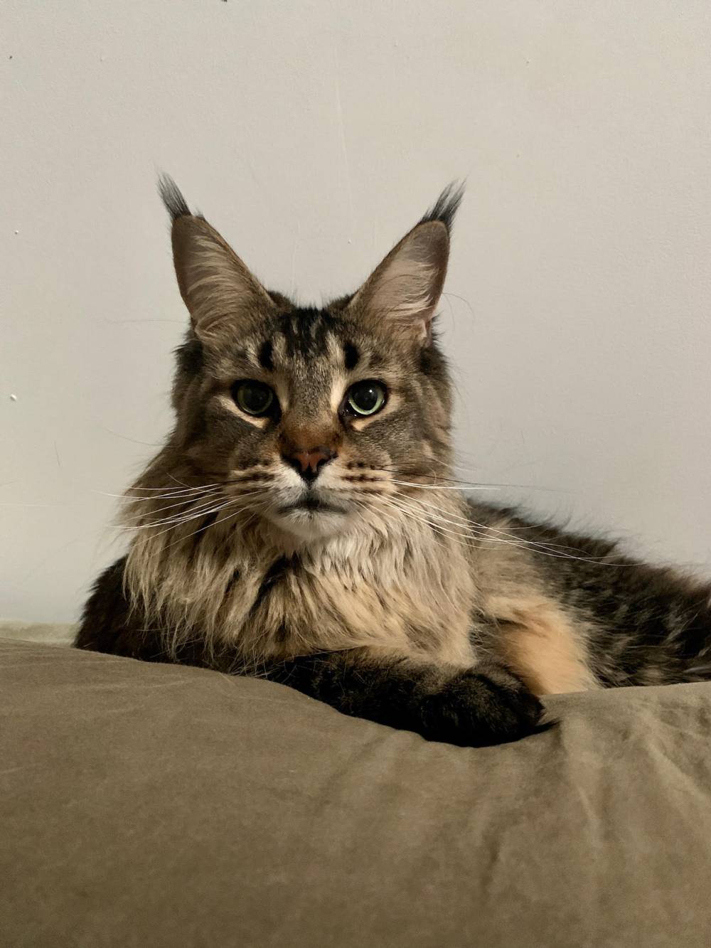 Raquel Maine Coon