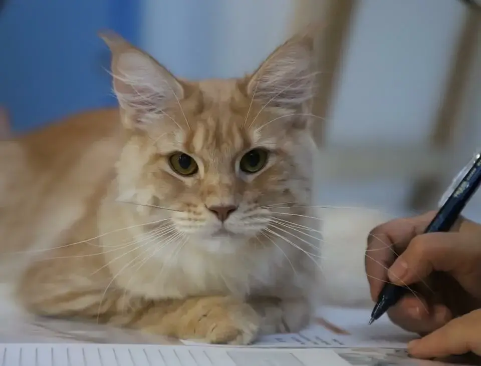 Sheherazade Maine Coon