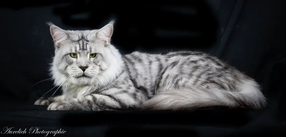 Neeky Maine Coon