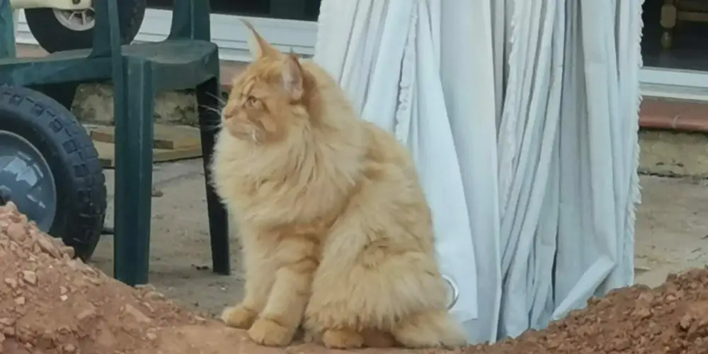 levage de Maine Coon en Bourgogne et en Saône-et-Loire