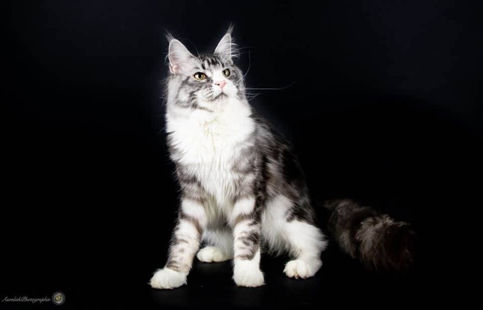 levage de Maine Coon en Bourgogne et en Saône-et-Loire