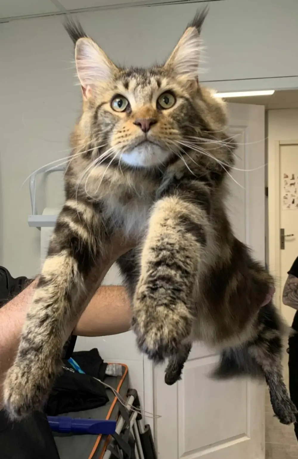 levage de Maine Coon en Bourgogne et en Saône-et-Loire