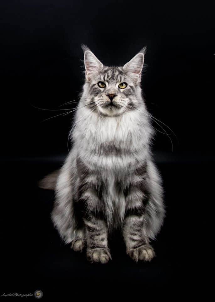 levage de Maine Coon en Bourgogne et en Saône-et-Loire
