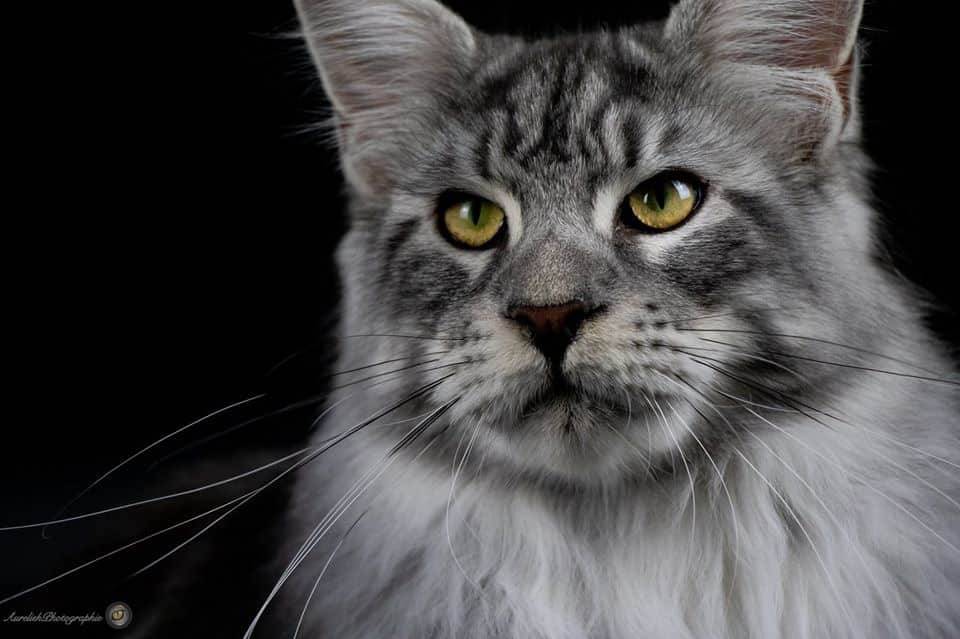 Main Coon à Perrecy-Les-Forges