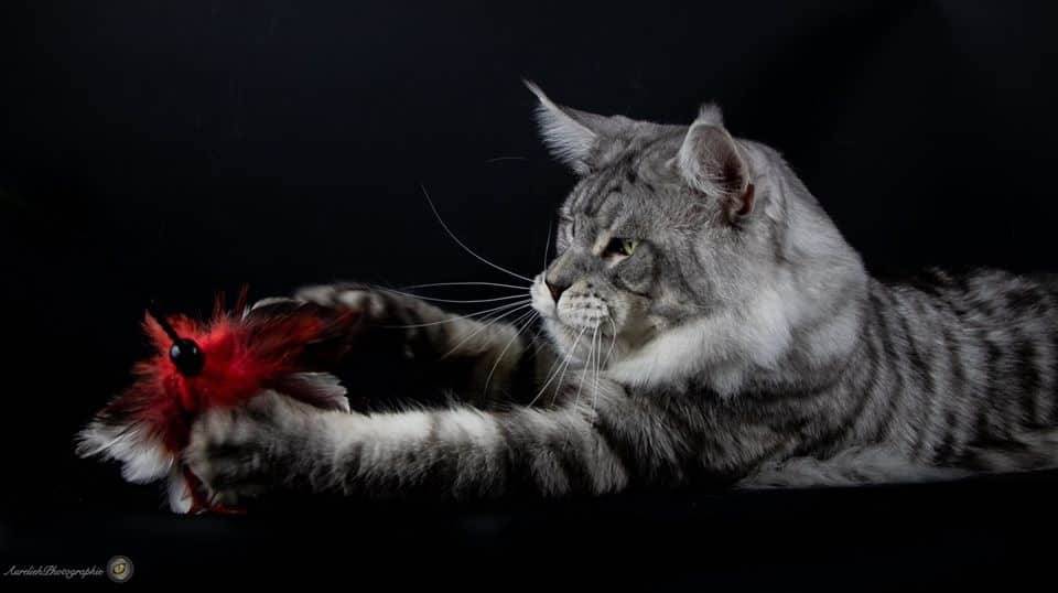 levage de Maine Coon en Bourgogne et en Saône-et-Loire