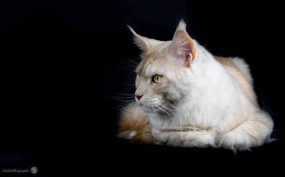 levage de Maine Coon en Bourgogne et en Saône-et-Loire