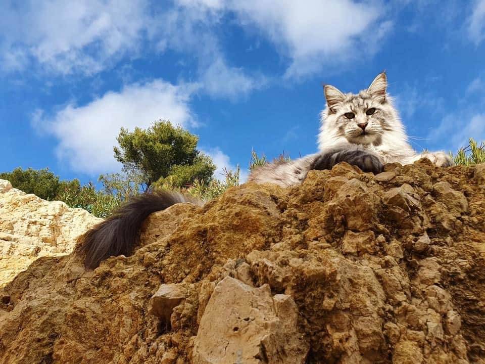 Maine Coon à Perrecy-Les-Forges