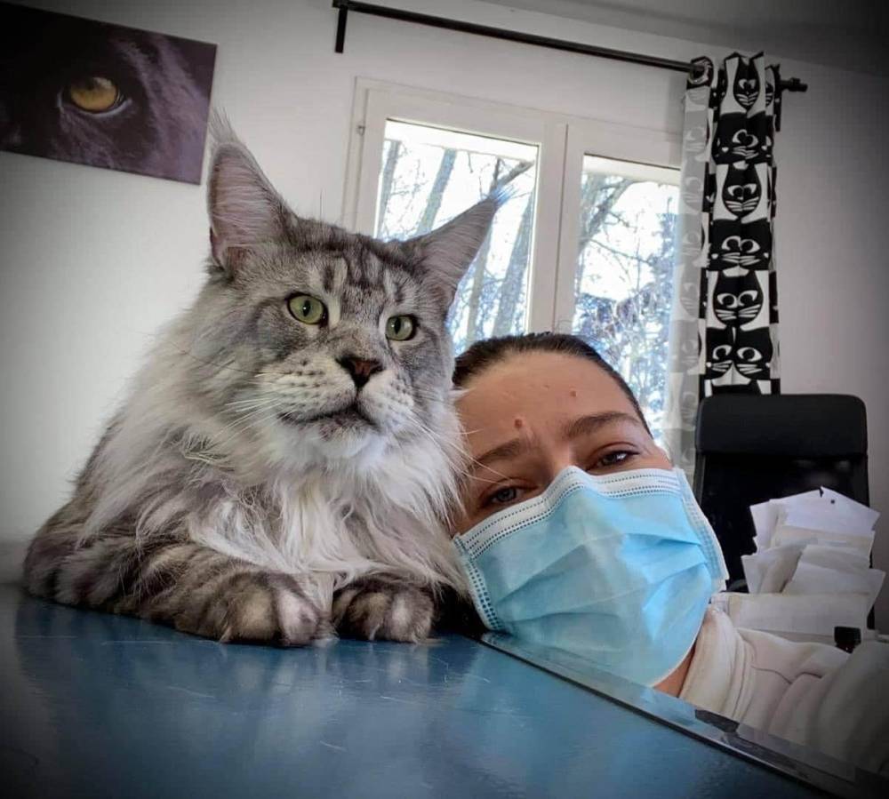 levage de Maine Coon en Bourgogne et en Saône-et-Loire