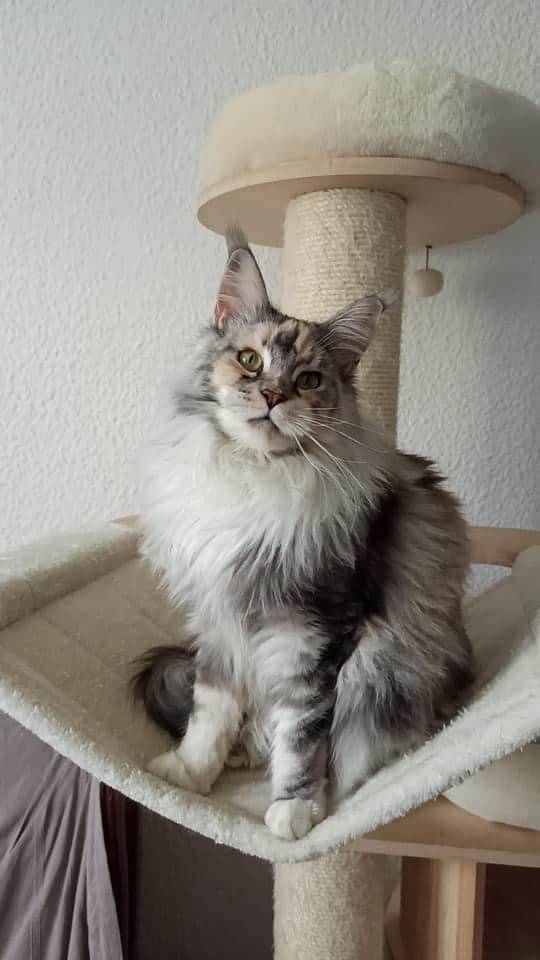 levage de Maine Coon en Bourgogne et en Saône-et-Loire