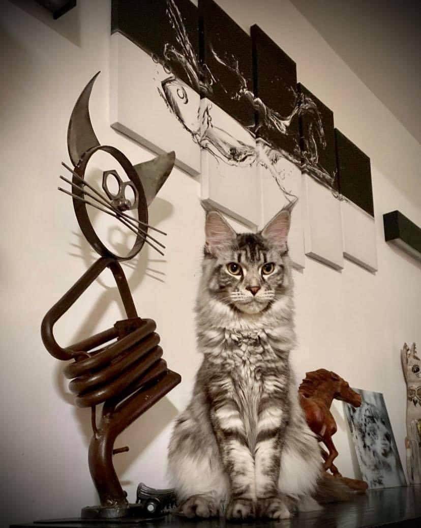 levage de Maine Coon en Bourgogne et en Saône-et-Loire