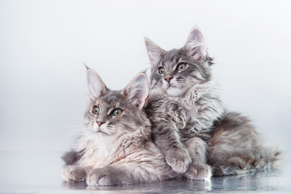 Maine Coon-full