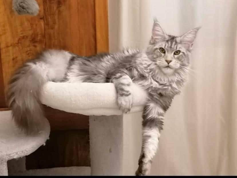 levage de Maine Coon en Bourgogne et en Saône-et-Loire