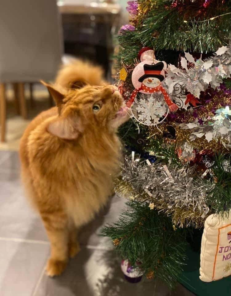 levage de Maine Coon en Bourgogne et en Saône-et-Loire