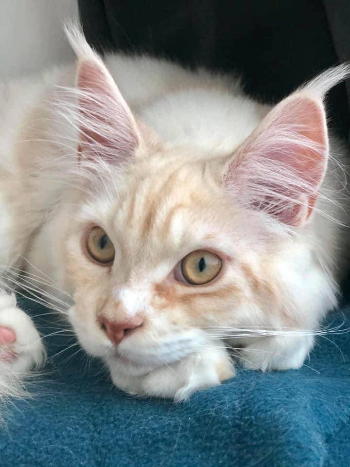 levage de Maine Coon en Bourgogne et en Saône-et-Loire