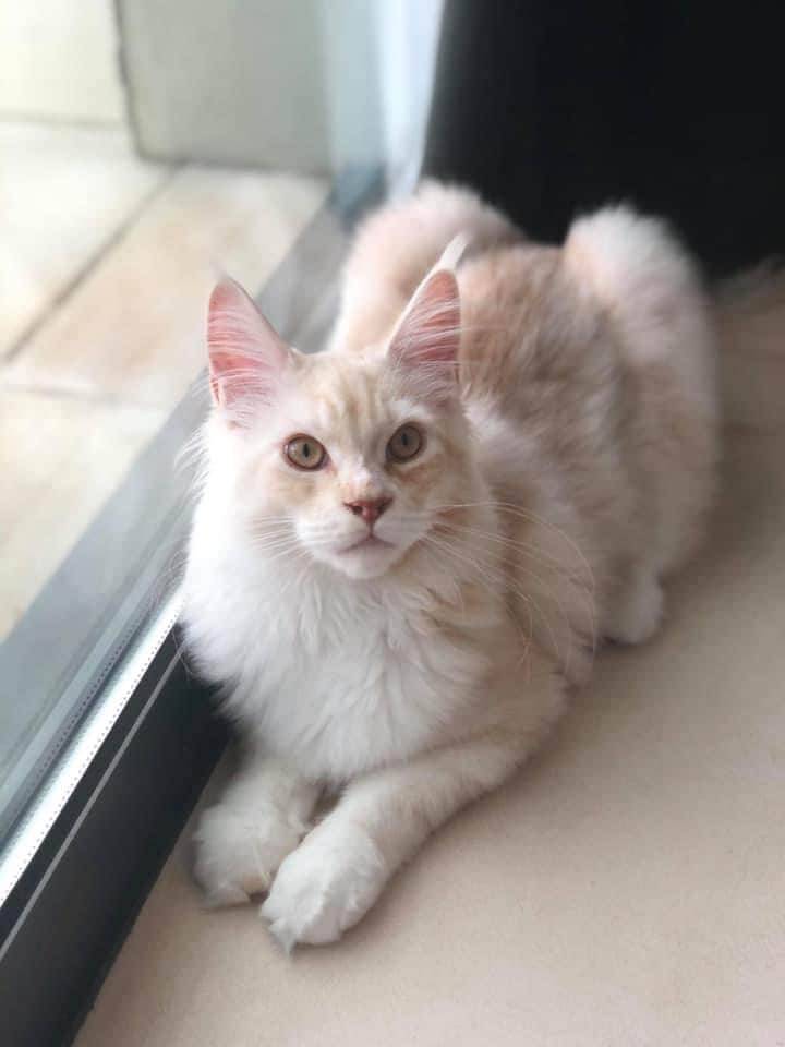 levage de Maine Coon en Bourgogne et en Saône-et-Loire