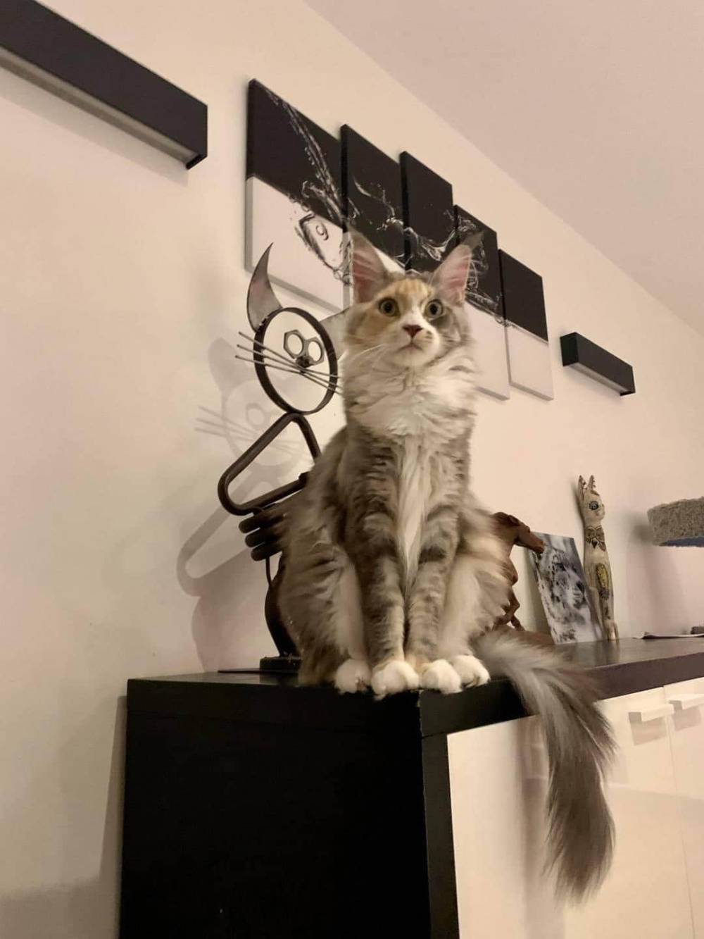levage de Maine Coon en Bourgogne et en Saône-et-Loire