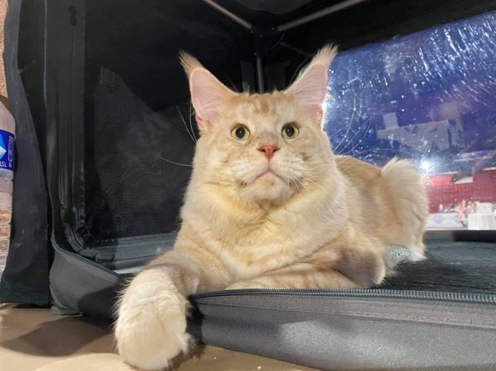 levage de Maine Coon en Bourgogne et en Saône-et-Loire