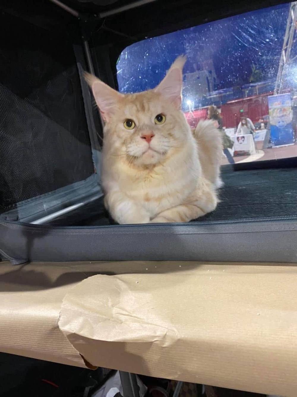 levage de Maine Coon en Bourgogne et en Saône-et-Loire