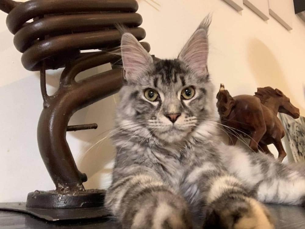 levage de Maine Coon en Bourgogne et en Saône-et-Loire
