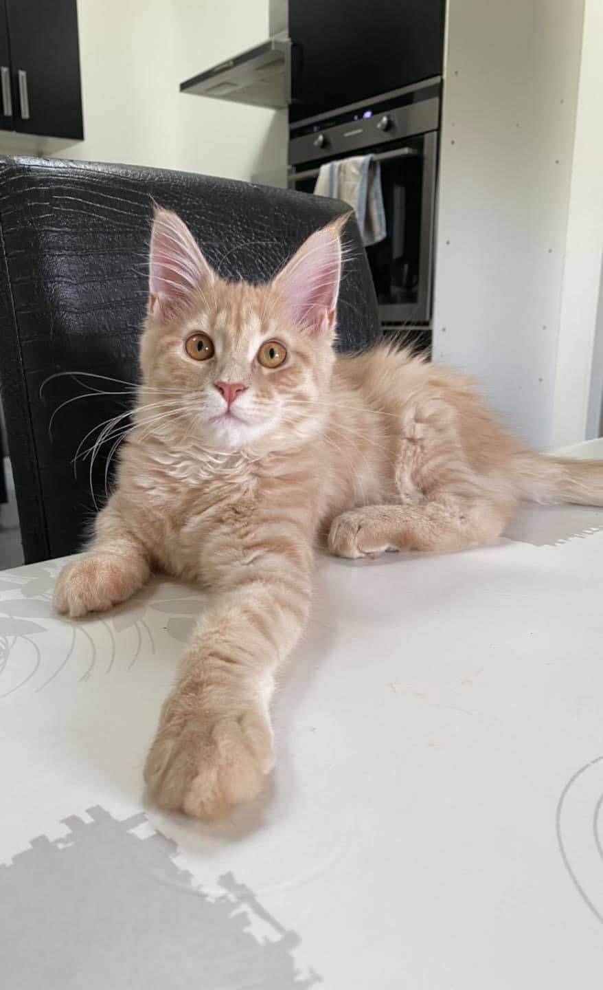 levage de Maine Coon en Bourgogne et en Saône-et-Loire
