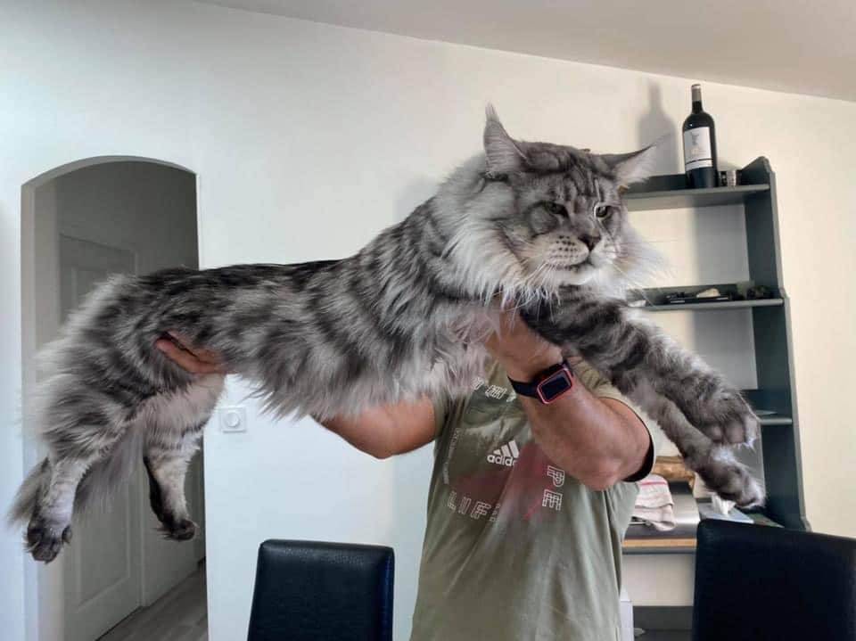 levage de Maine Coon en Bourgogne et en Saône-et-Loire