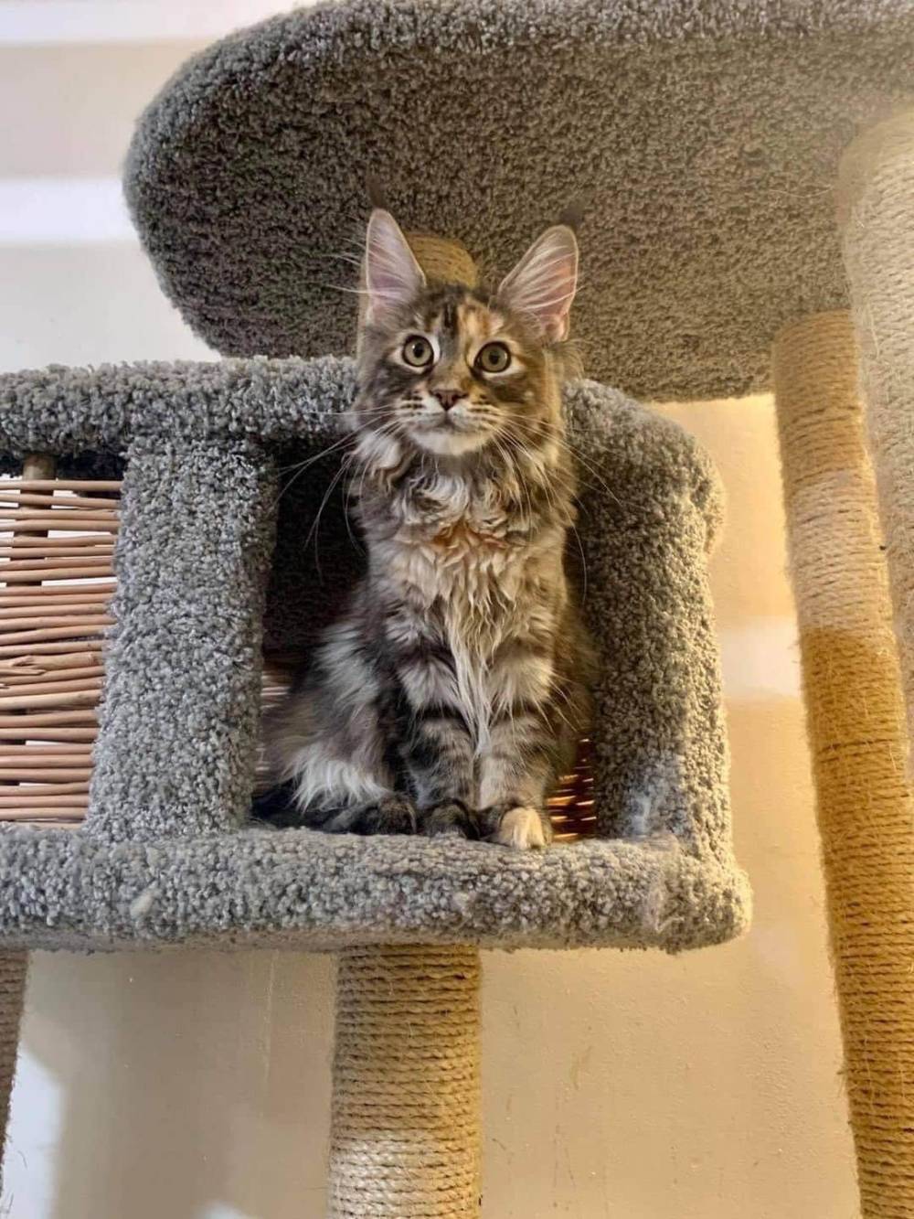 levage de Maine Coon en Bourgogne et en Saône-et-Loire