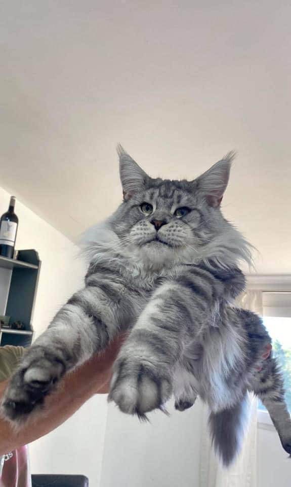 levage de Maine Coon en Bourgogne et en Saône-et-Loire