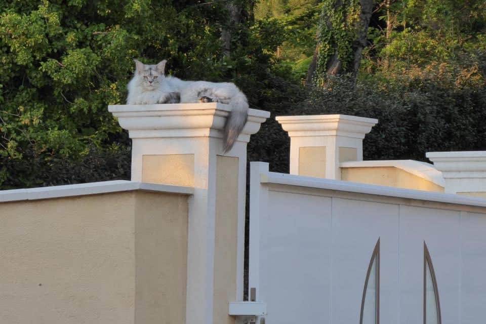 levage de Maine Coon en Bourgogne et en Saône-et-Loire
