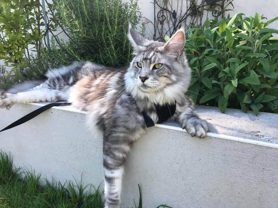 Chat xxl à Perrecy-Les-Forges