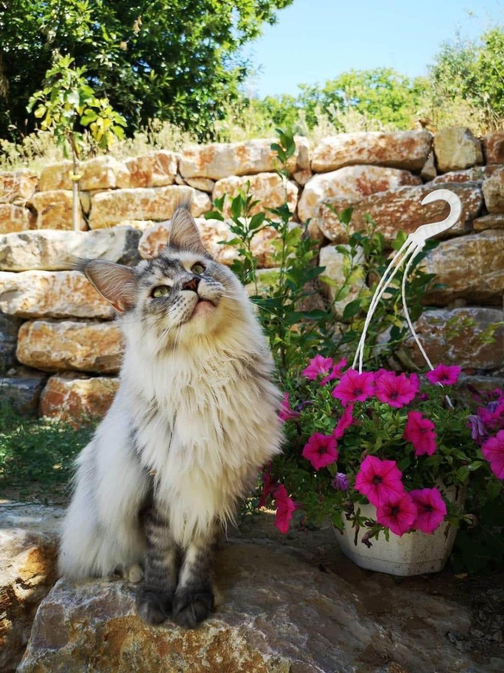 levage de Maine Coon en Bourgogne et en Saône-et-Loire