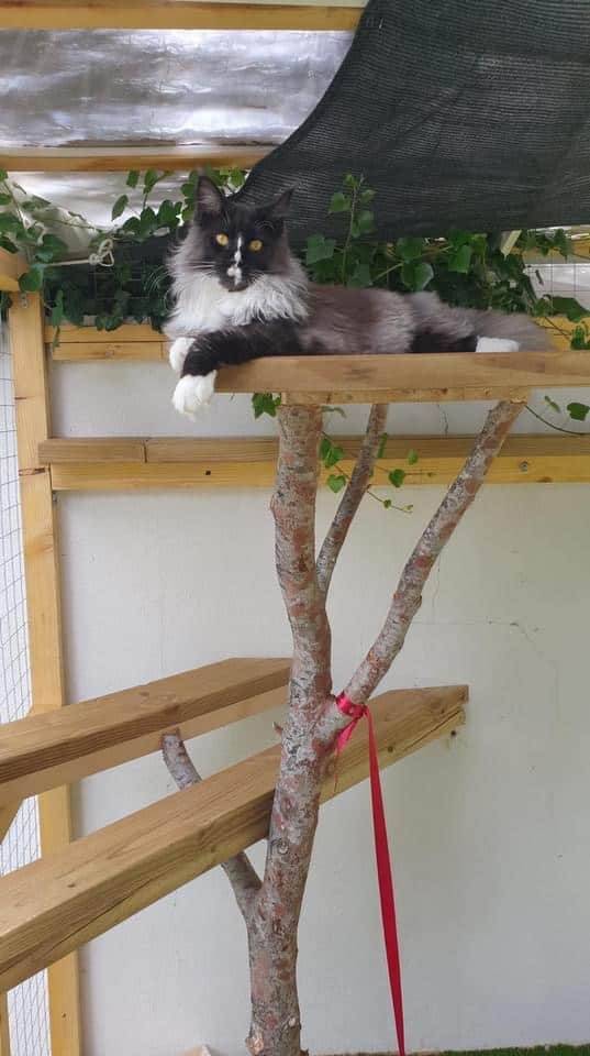 levage de Maine Coon en Bourgogne et en Saône-et-Loire