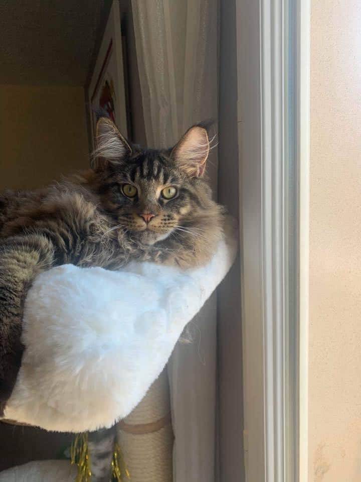 levage de Maine Coon en Bourgogne et en Saône-et-Loire