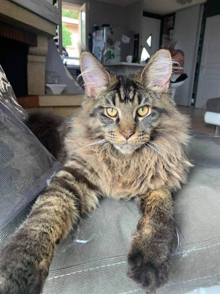 levage de Maine Coon en Bourgogne et en Saône-et-Loire