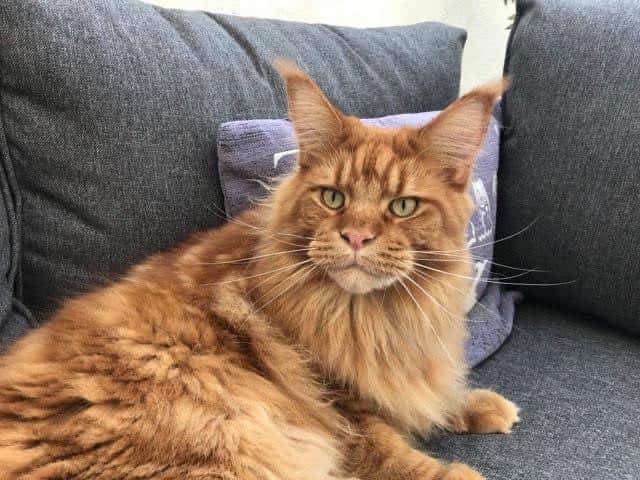 levage de Maine Coon en Bourgogne et en Saône-et-Loire