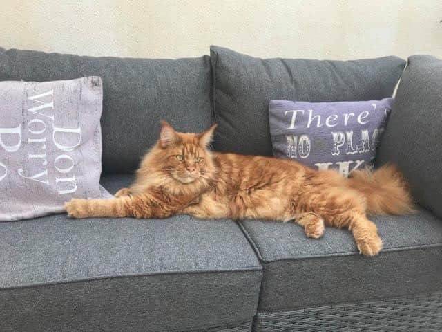 levage de Maine Coon en Bourgogne et en Saône-et-Loire