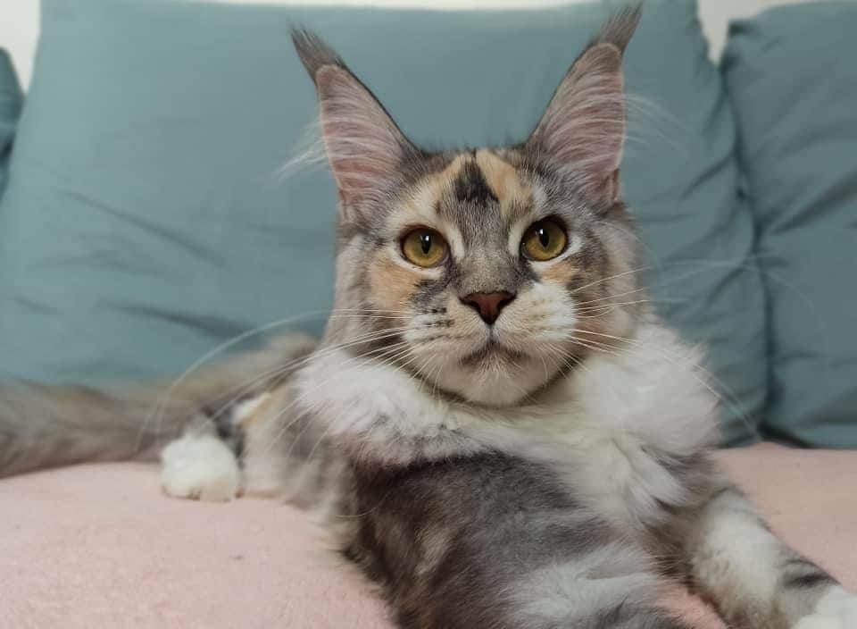 levage de Maine Coon en Bourgogne et en Saône-et-Loire
