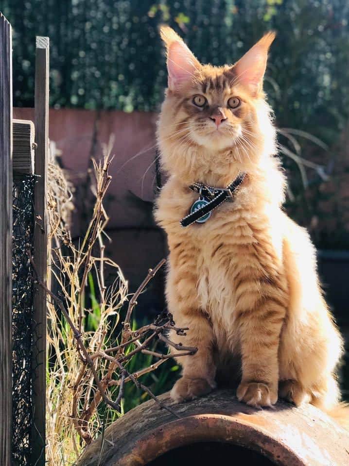 levage de Maine Coon en Bourgogne et en Saône-et-Loire