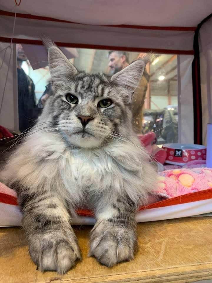 levage de Maine Coon en Bourgogne et en Saône-et-Loire