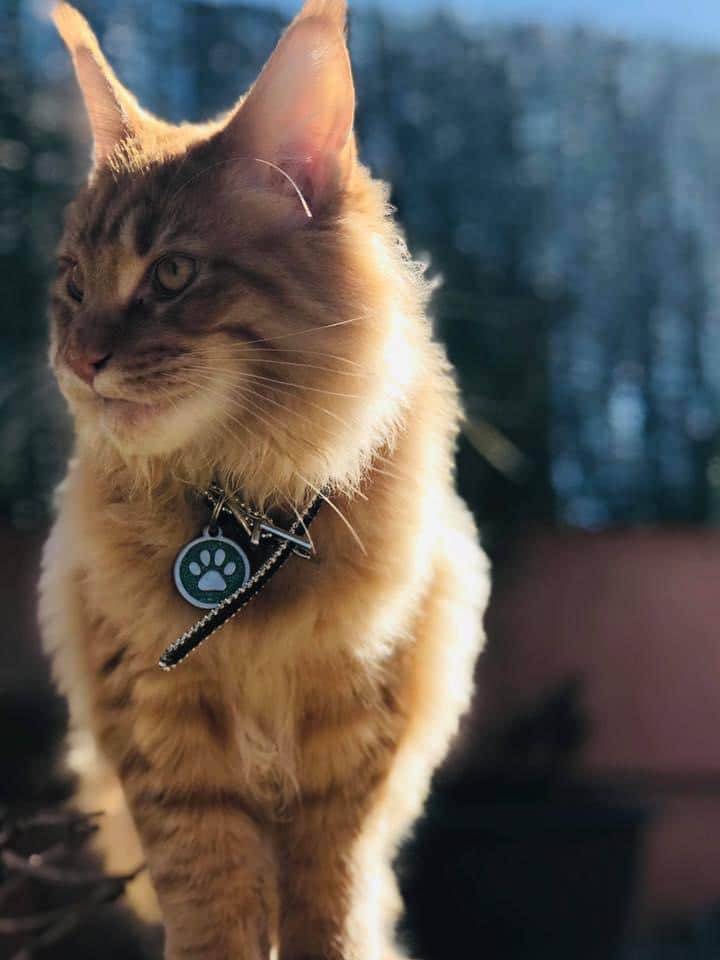 levage de Maine Coon en Bourgogne et en Saône-et-Loire