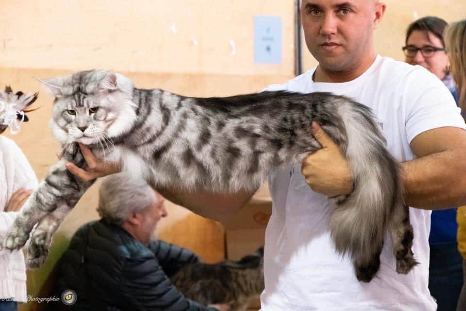 levage de Maine Coon en Bourgogne et en Saône-et-Loire