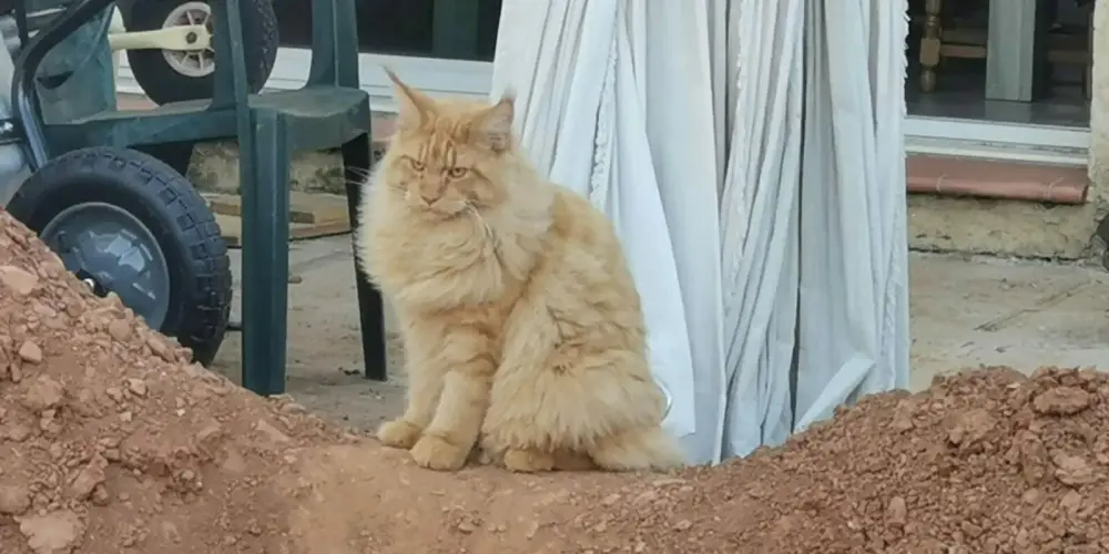 levage de Maine Coon en Bourgogne et en Saône-et-Loire