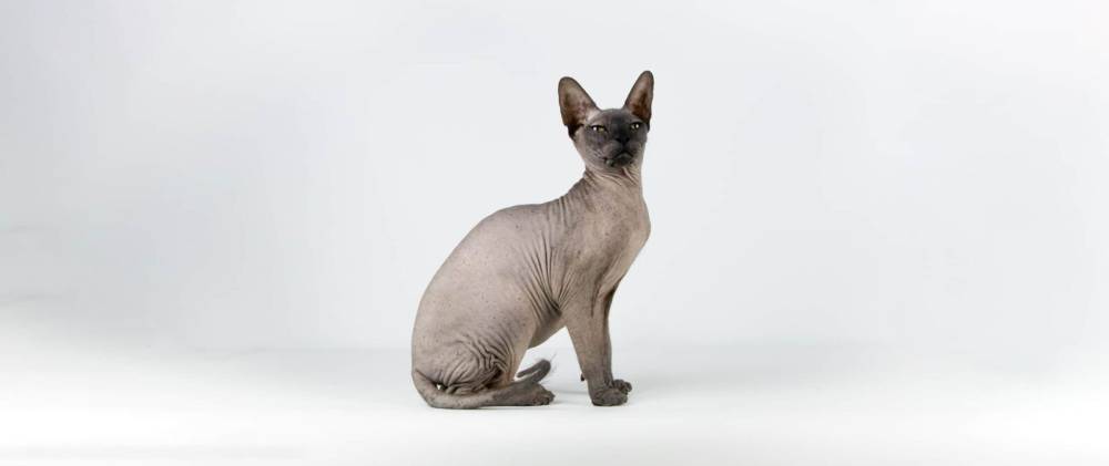 Chat sans poil à Perrecy-Les-Forges