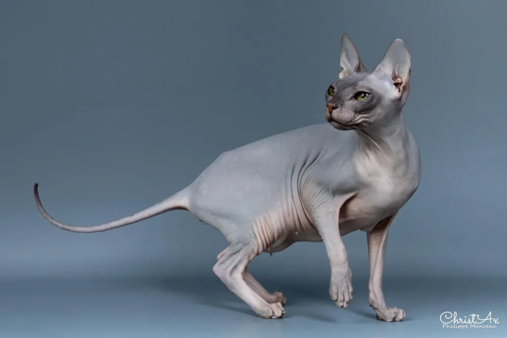 Chat sphynx à Perrecy-Les-Forges