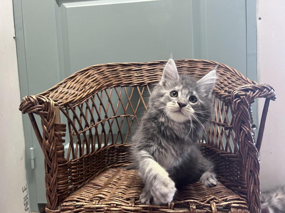 chatons-elevage-bourgogne-banner