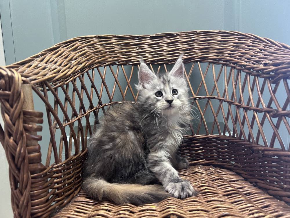 Wanda Maine Coon - elevage Bourgogne