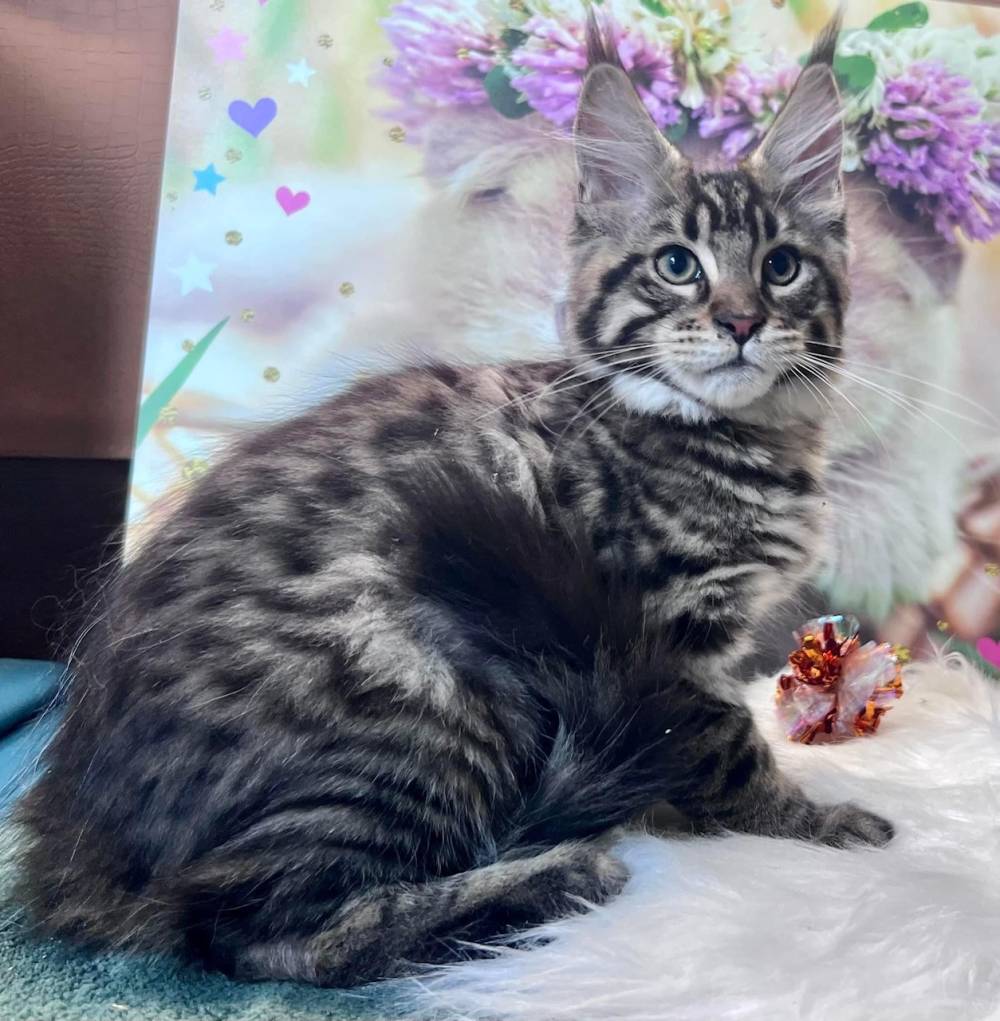 Zara Maine Coon - elevage Bourgogne