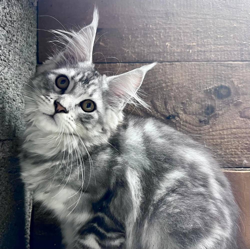 Zelda Maine Coon - elevage Bourgogne