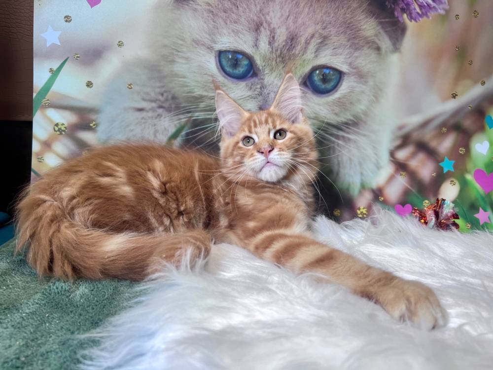 Zaho Maine Coon - elevage Bourgogne